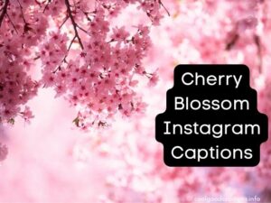 50 Cherry Blossom Instagram Captions CoolGoodCaptions