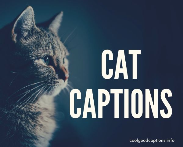 Funny Cat Captions 87 Cute Cat Quotes Pictures