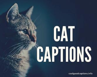 Funny Cat Captions: 87+ Cute Cat Quotes Pictures