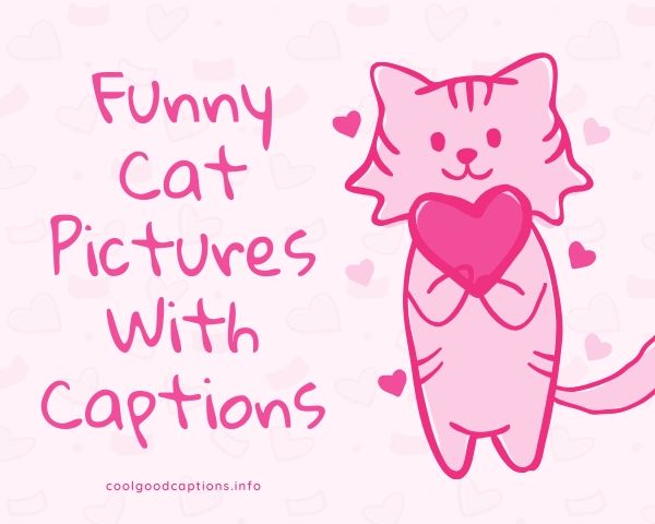 Funny Cat Pictures With Captions