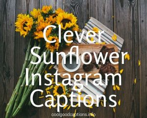 83 BEST Uses of Sunflower Instagram Captions for Social Media Pics!