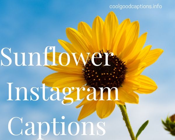 Sunflower Instagram Captions