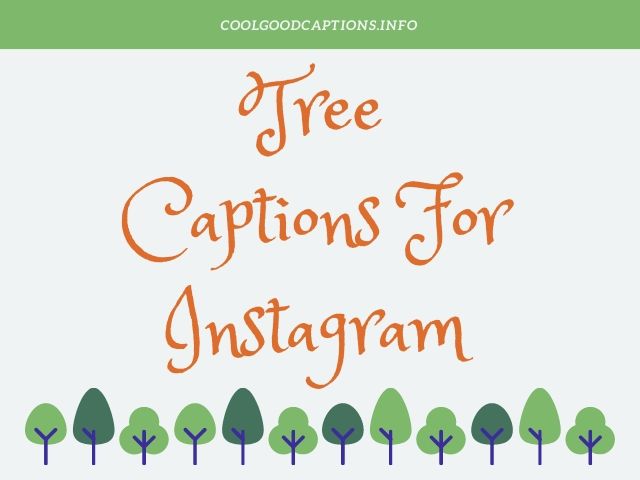 These 101 Tree Captions Are Suitable For Your Instagram IG Posts