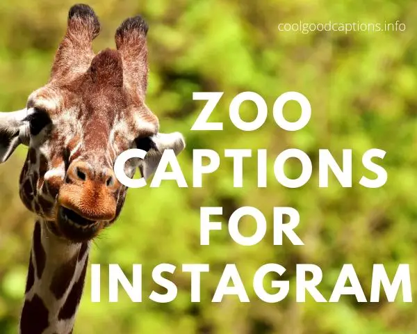 Fascinating 127+ Zoo Instagram Captions Funny Puns, Quotes & More