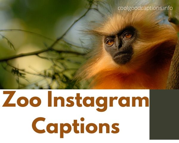 Zoo Instagram Captions