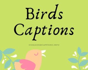 BEST 67+ Birds Captions to Capture Birds Photo for Instagram Post!