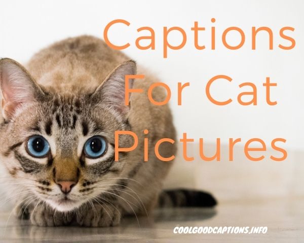 Captions For Cat

