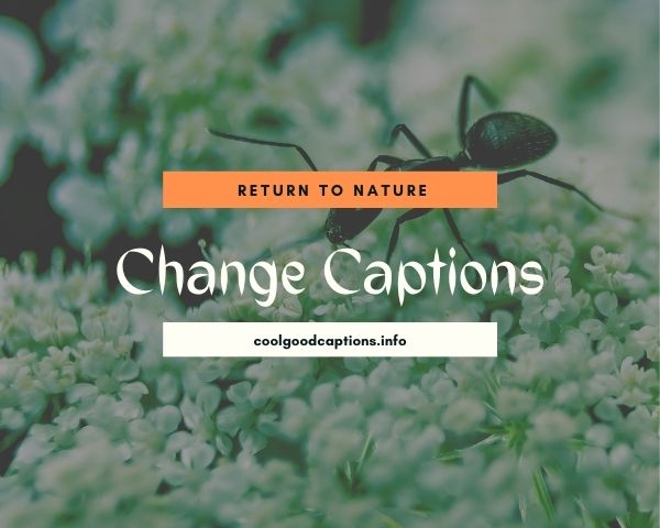 Change Captions