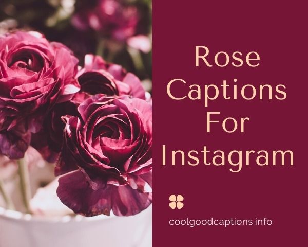 Rose Captions For Instagram
