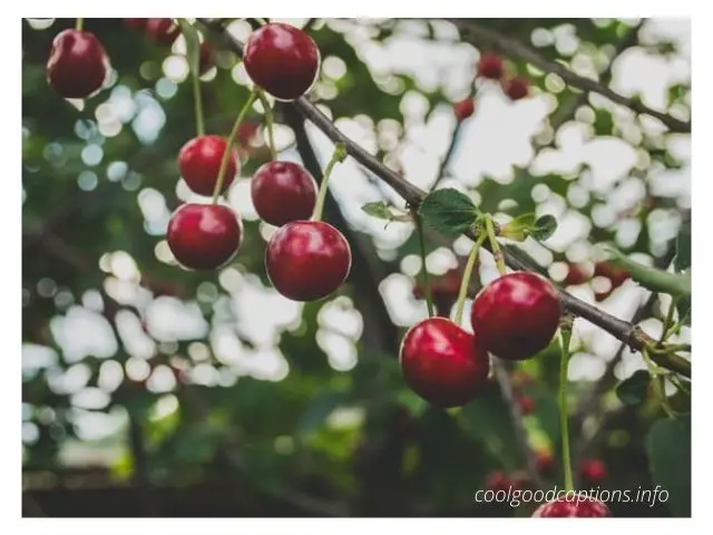 Cherry Captions for Instagram