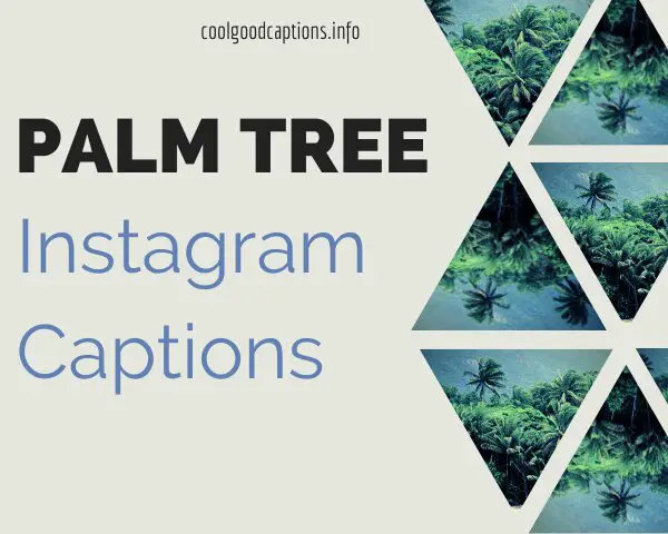 Palm Tree Instagram Captions