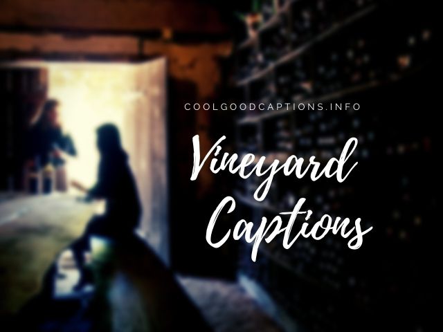 Vineyard Captions for Instagram