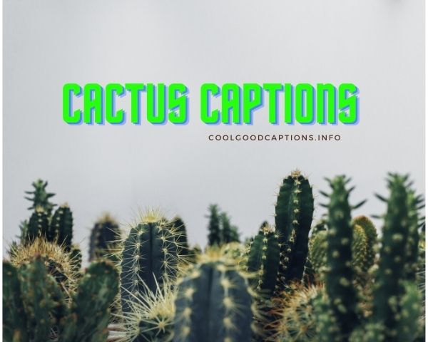 Cactus Captions For Instagram