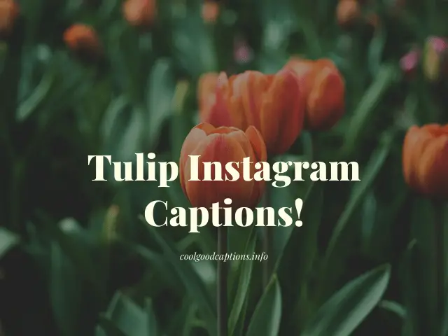 Amazing 37 Tulip Captions For Instagram That Are Perfect Fit For Pictures