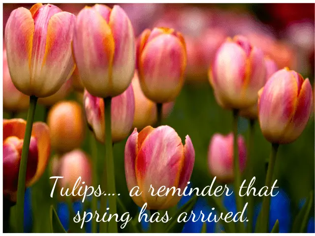 Tulip Instagram Captions for flowers photo