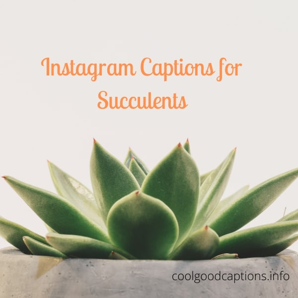 Instagram Captions for Succulents