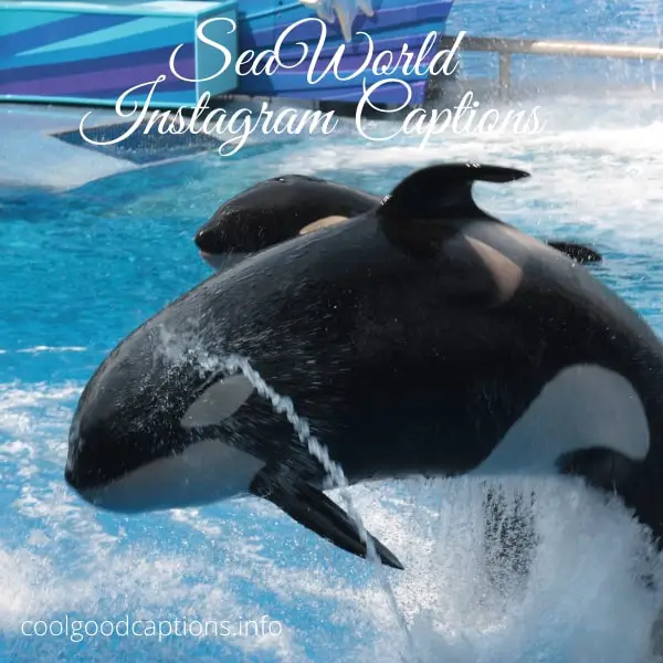 SeaWorld Instagram Captions