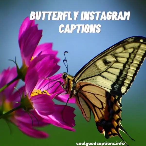 Butterfly Instagram Captions