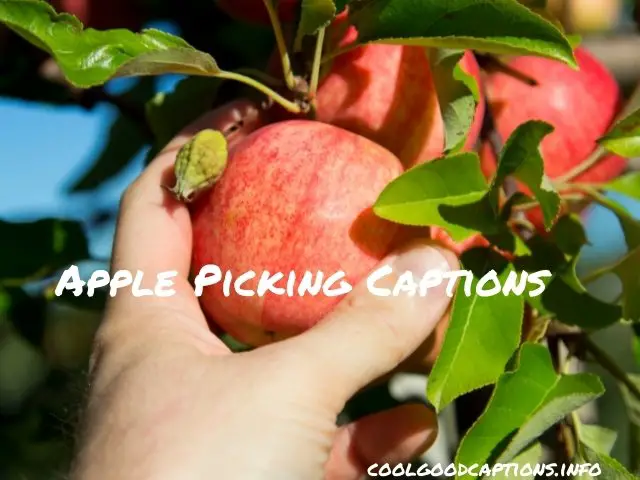 Apple Picking Captions