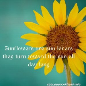 50 Short Sunflower Quotes For Stunning Instagram Photos!