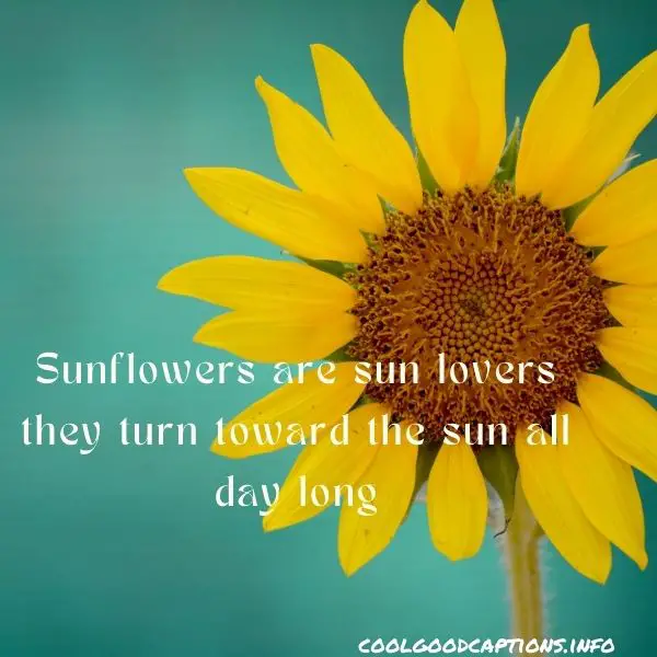 Best Sunflower Quotes Short