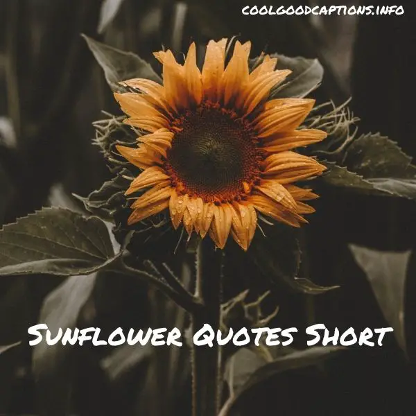 Sunflower Quotes Short Will Brighten Your life and motivates others as well