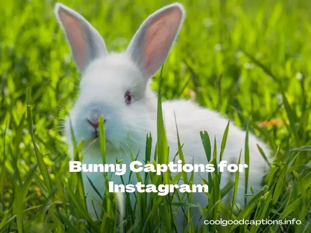 30 Cute and Adorable  Bunny Captions For Instagram