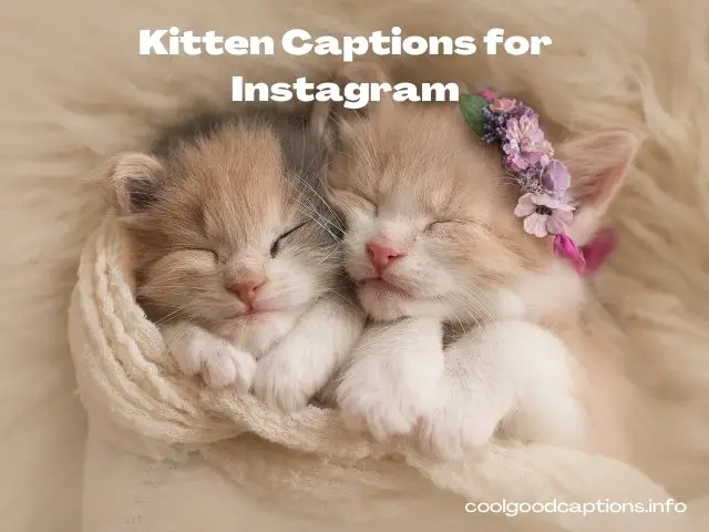 Cute little Kitten Captions for Instagram