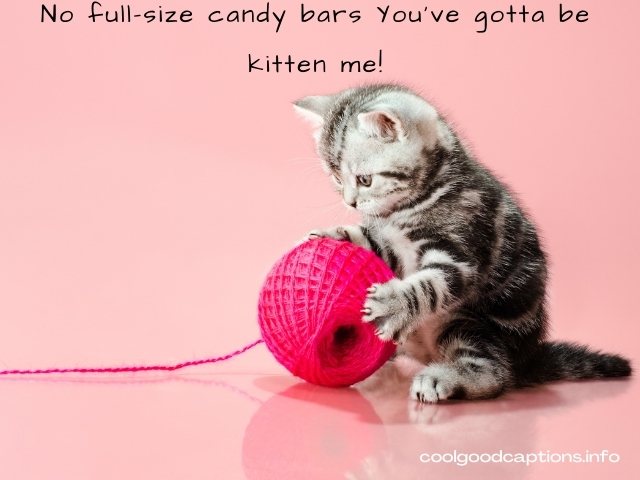 Kitten Quotes and Sayings