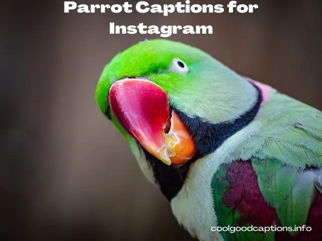 Adorable Parrot Captions for Instagram Pictures 2022