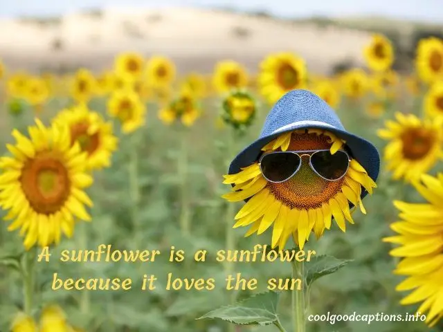 Inspirational Sunflower Quotes