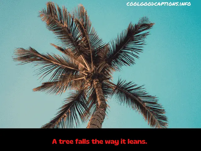 Funny Palm Tree Captions