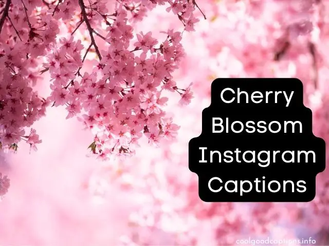 Cherry Blossom Instagram Captions