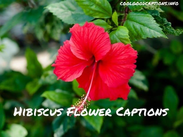 Best Hibiscus Flower Captions for Instagram 2022