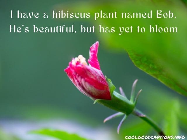 Hibiscus Flower Quotes