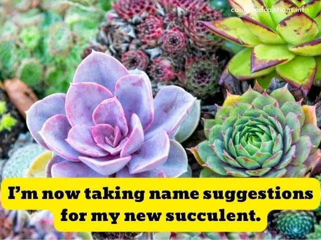 Succulent Instagram Captions