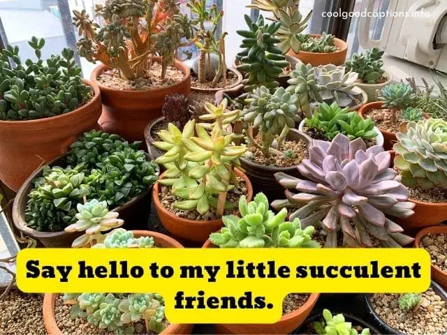 Succulent Puns for Instagram Captions