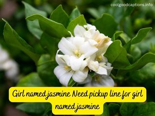 Best Jasmine Pick Up Lines