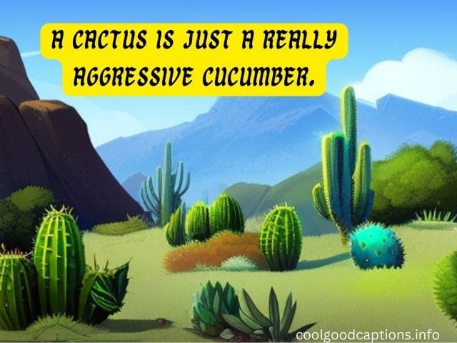 Cactus Captions For Instagram