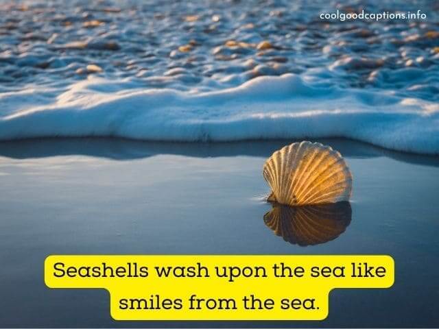 Inspirational Seashells Quotes For Instagram