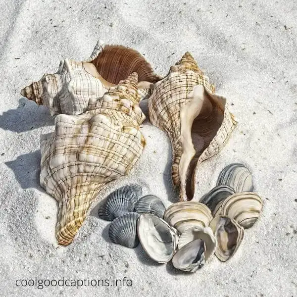 Seashell Captions For Instagram