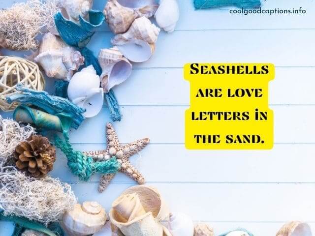 Seashell Instagram Captions