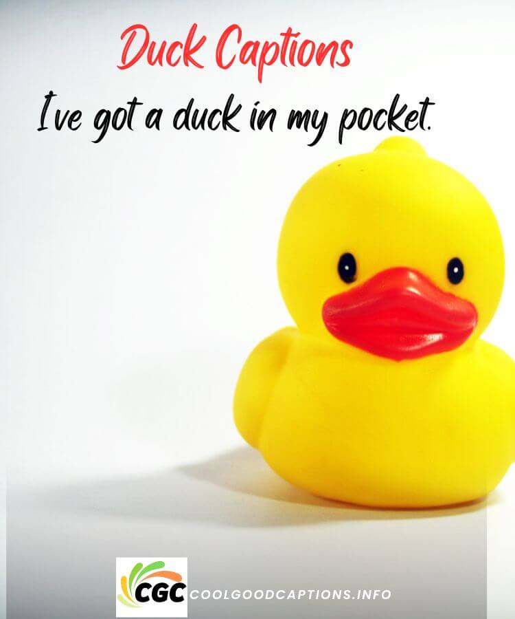 Duck Captions