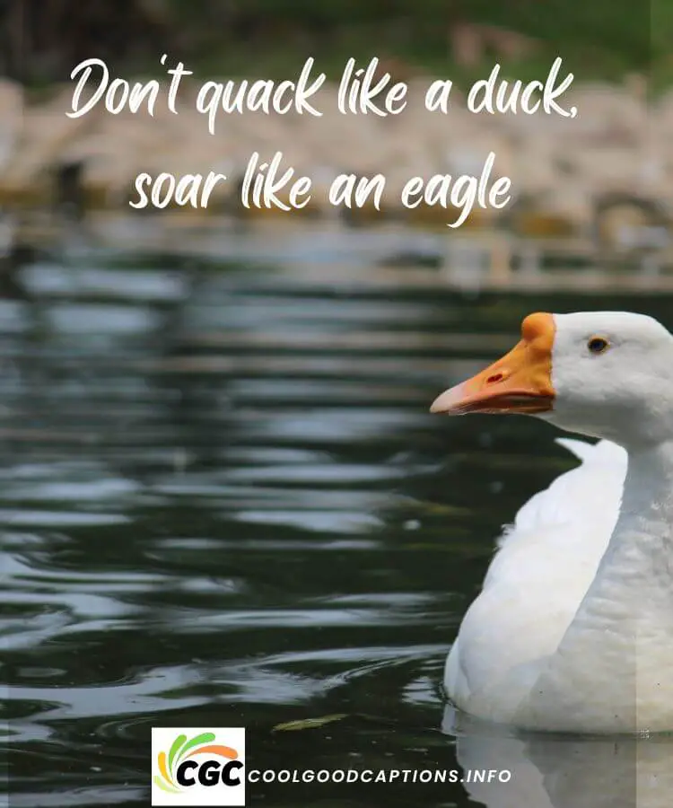 Duck Quotes